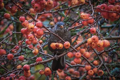Close-up of berries on tree