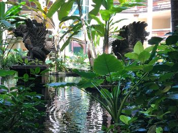 View of a bird in a water