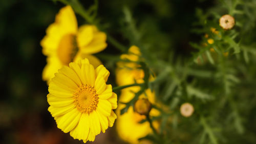 Close-up of yellow flowering plant