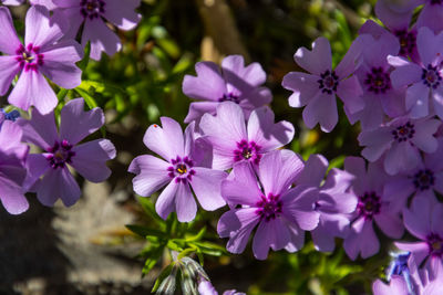 Close-up of pink flowering plants in park