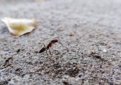 Close-up of ant on ground