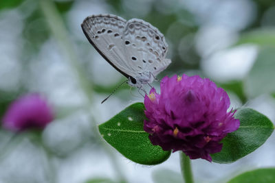 Close-up of butterfly pollinating on purple flower