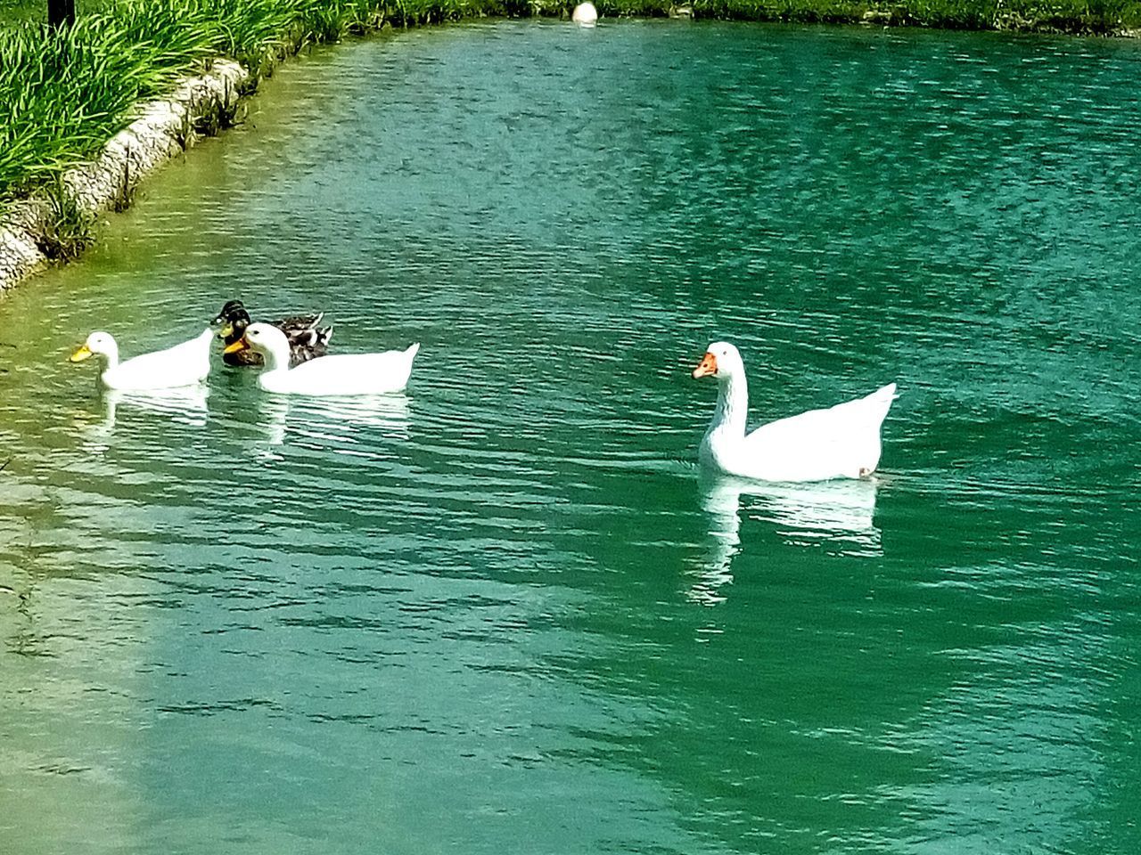 SWANS SWIMMING ON LAKE