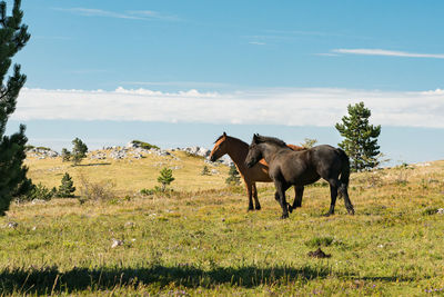 Horse standing in a field