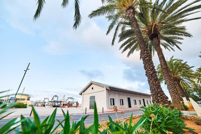 Palm trees by plants against sky