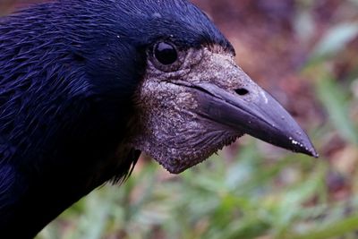 Close-up of a bird