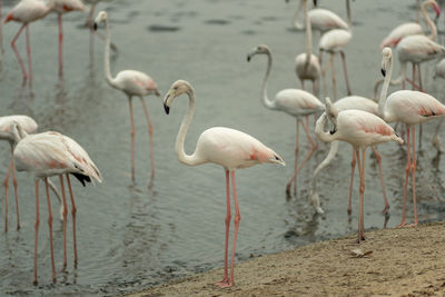 Flock of birds on beach