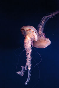 Purple striped jellyfish chrysaora colorata has long tentacles and can be found off the coast