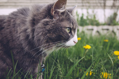 Close-up of cat on field