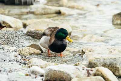 Close-up of bird perching on rock by lake