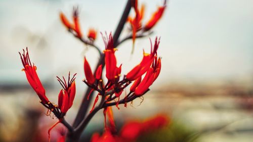 Close-up of red flowering plant against sky