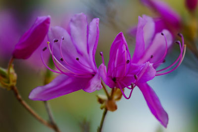 Close-up of pink flowering plant