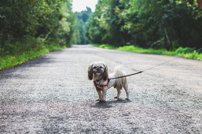 Dog in harness walking on road
