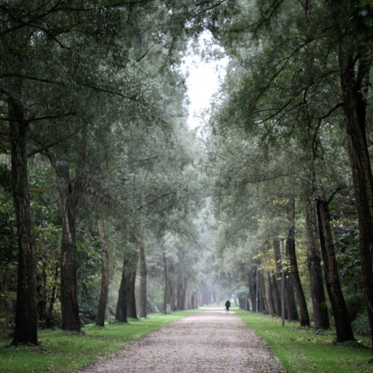 tree, the way forward, diminishing perspective, vanishing point, transportation, treelined, road, growth, rear view, walking, footpath, nature, forest, tranquility, tree trunk, dirt road, tranquil scene, full length, branch