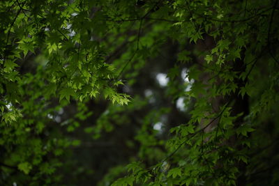 Leaves on tree in forest