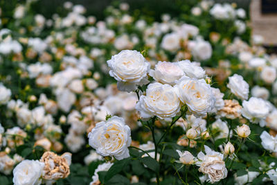 Close-up of white roses