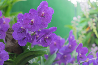 Close-up of purple flowering plant