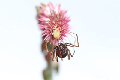 Close-up of insect on pink flower