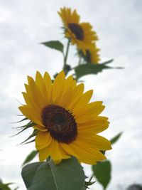 Close-up of sunflower against sky