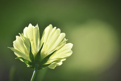 Close-up of white flowering plant