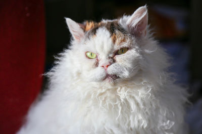 Close-up portrait of a cat