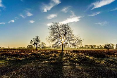 Trees on field against sky