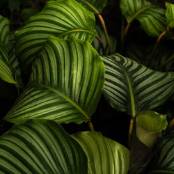 Closeup of a terrestrial plant with lush green leaves in a natural landscape