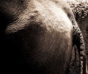 Close-up of elephant