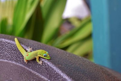 Close-up of lizard on leaf