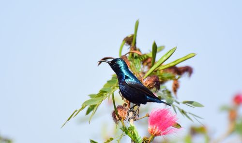 Close-up of bird perching on plant against clear sky