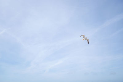 Low angle view of bird flying against sky