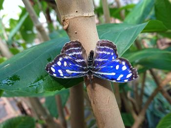 Close-up of butterfly on purple flower