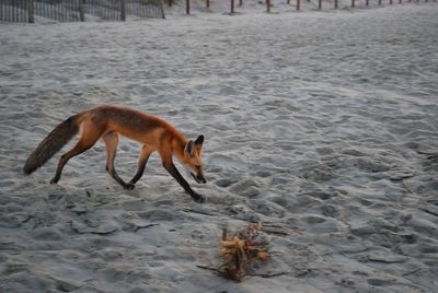 View of dog on beach