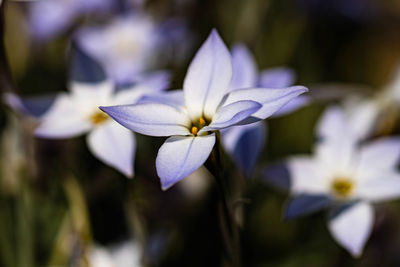 Close-up of white flowering plant