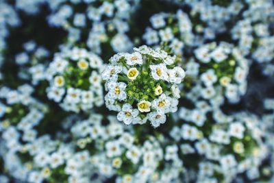 Close-up of white flowers