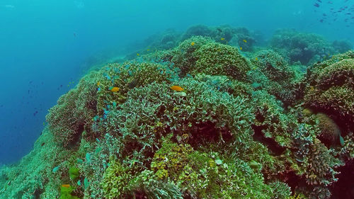 undersea