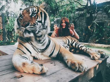 Full length of cat sitting in zoo