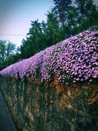 Close-up of purple flowering plants against sky