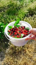 High angle view of hand holding fruits in bowl