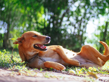 Dog standing on field