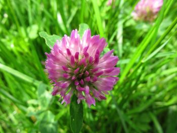 Close-up of pink flowers