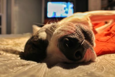 Close-up portrait of dog relaxing on bed