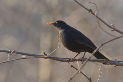 Close-up of blackbird perching on branch