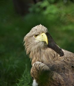 Close-up of eagle against blurred background