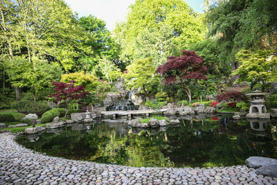 Trees and flowers in water