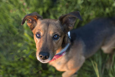 Portrait of a terrier dachshund mix outdoors