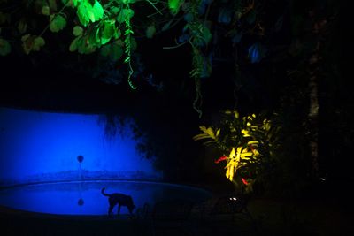 Silhouette of swimming in aquarium