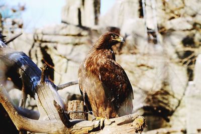 Close-up of eagle perching on bare tree