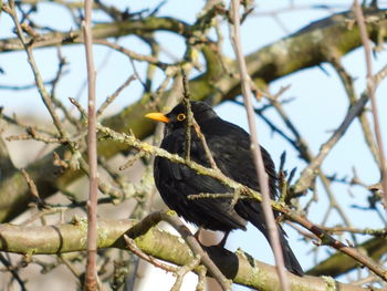 Low angle view of bird perching on branch