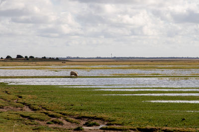 Scenic view of field against sky